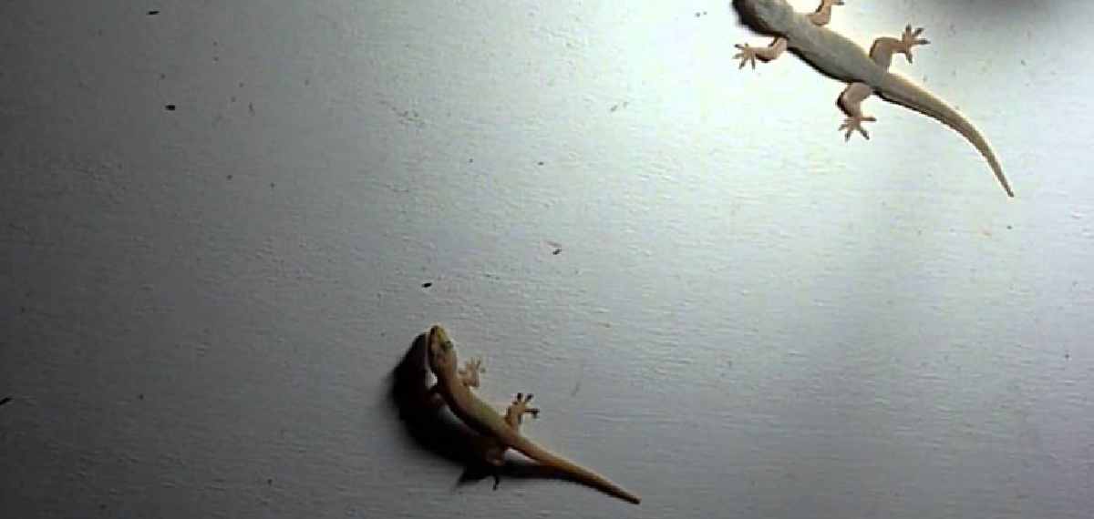 get rid of lizards from homes