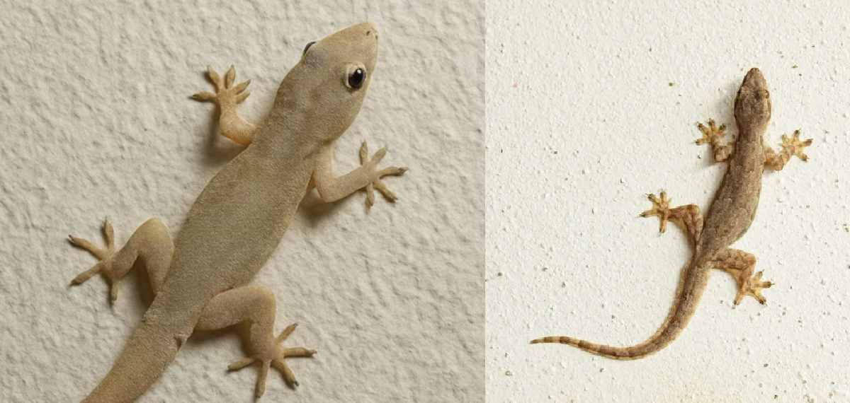 get rid of lizards from homes