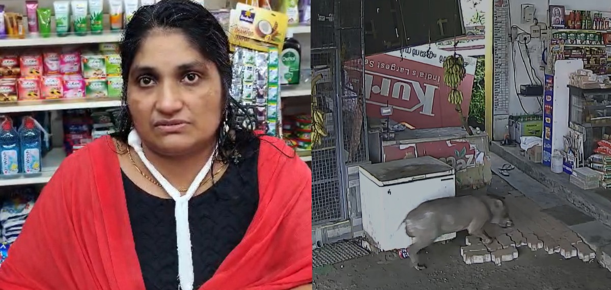 പത്തനംതിട്ട റാന്നിയില് സ്ത്രീയെ ആക്രമിച്ച കാട്ടുപന്നിയെ വെടിവെച്ച് കൊന്നു