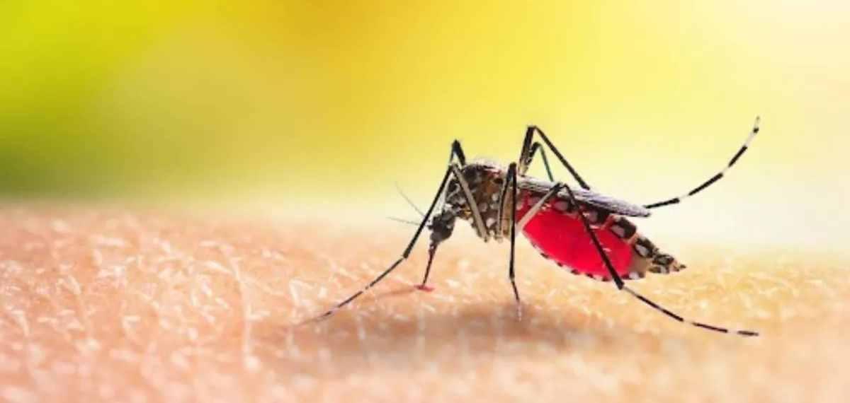 dengue vaccine in india