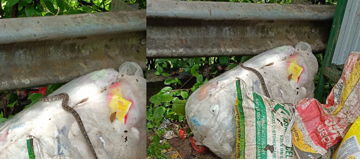 ഹരിതകര്മസേനയ്ക്ക് നല്കിയ മാലിന്യച്ചാക്കില് ജീവനുള്ള പെരുമ്പാമ്പ്; സിസിടിവി കേന്ദ്രീകരിച്ച് അന്വേഷണം
