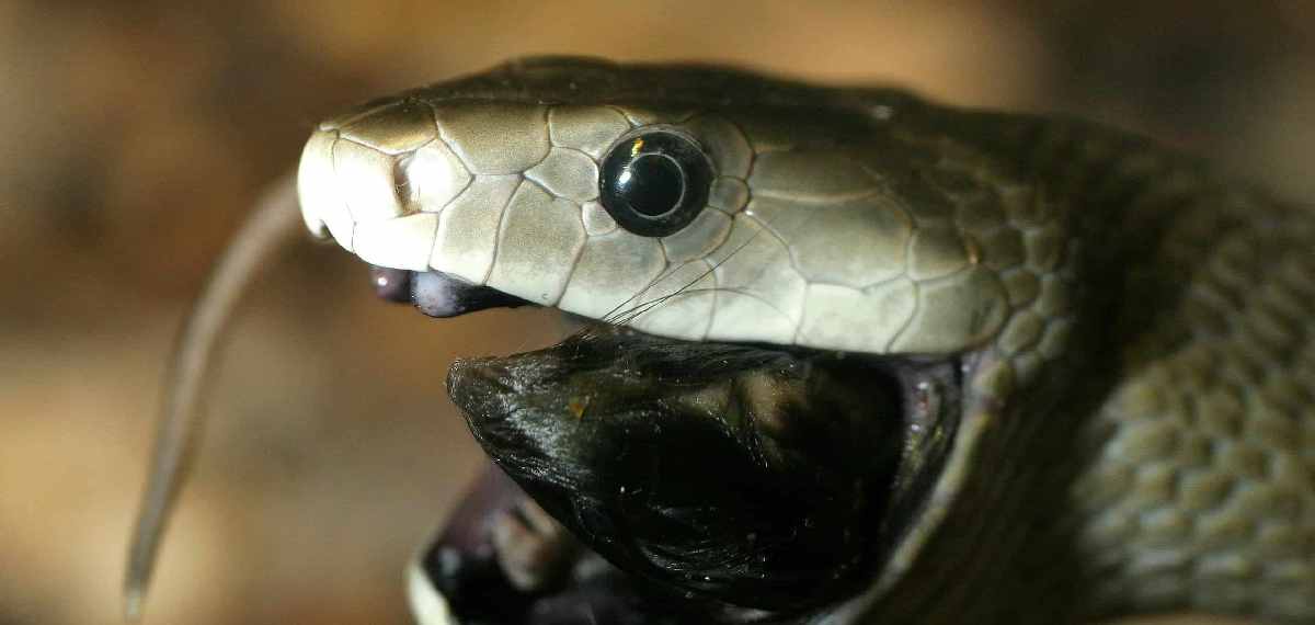 black mamba