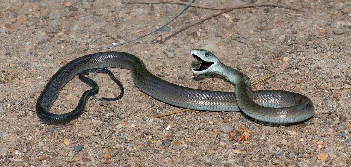 black mamba