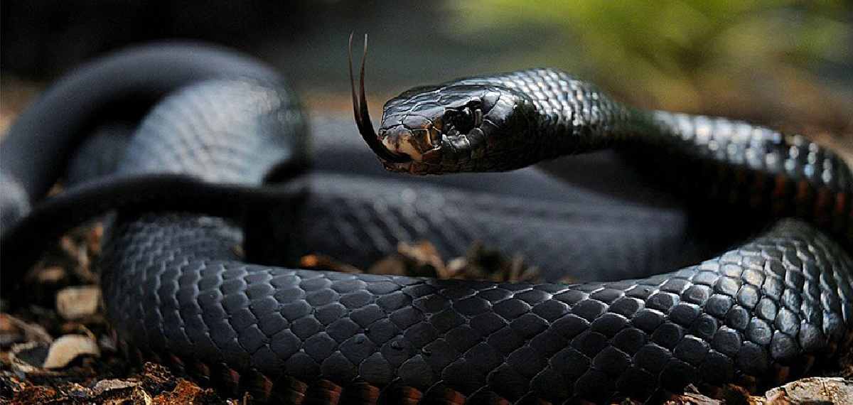 black mamba