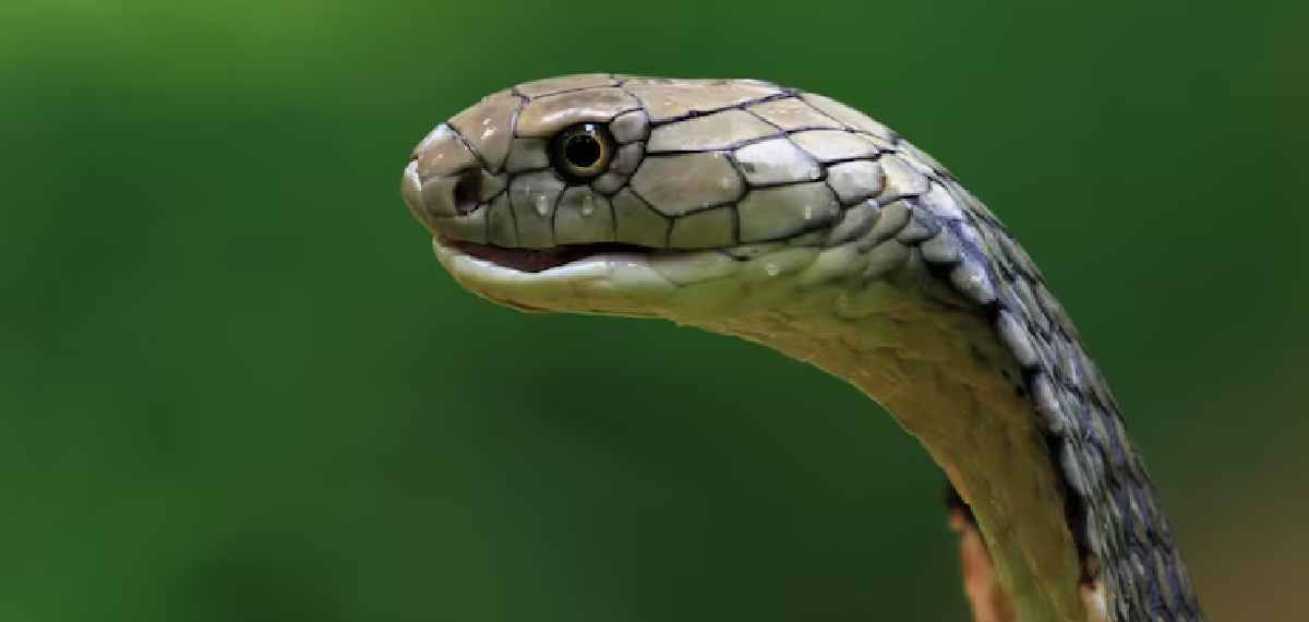 Do snakes recognize human faces