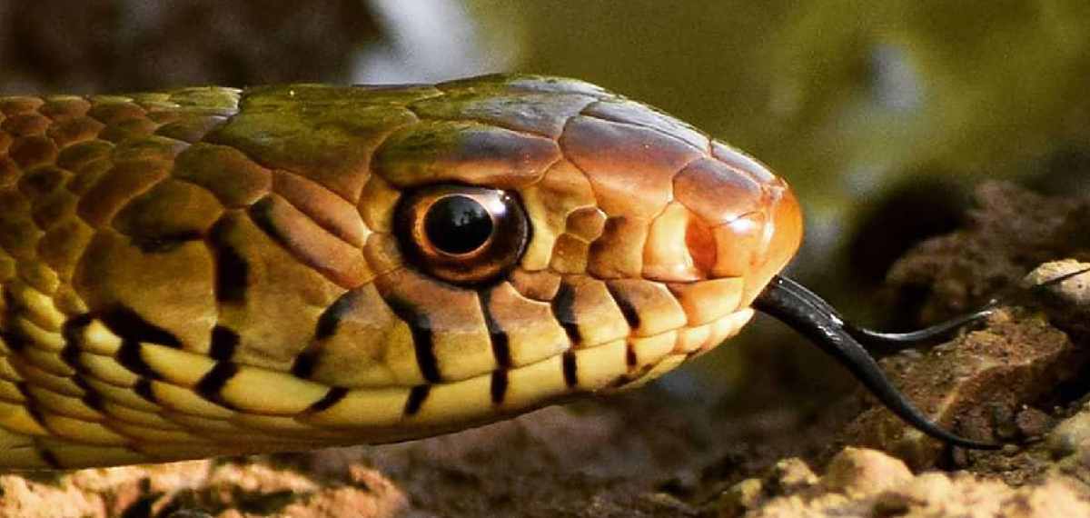 Do snakes recognize human faces