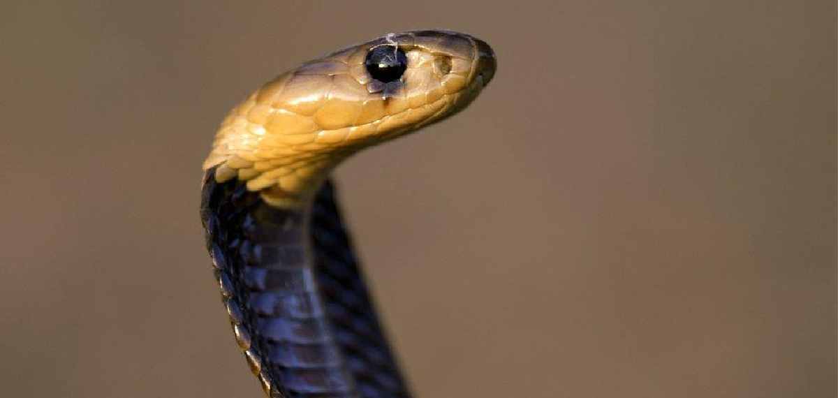 Do snakes recognize human faces