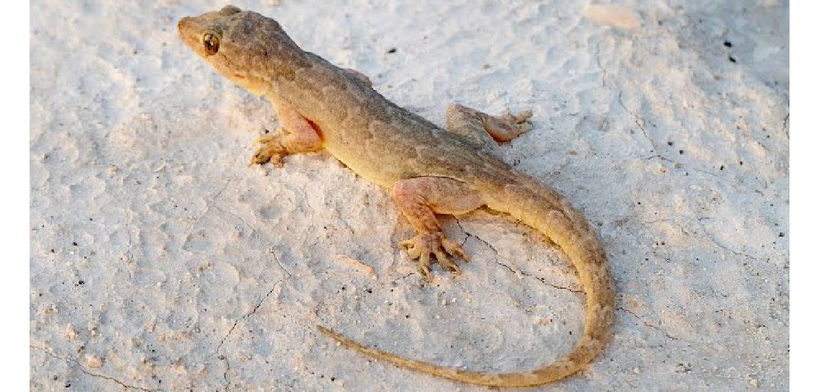 lizard's tail keep moving