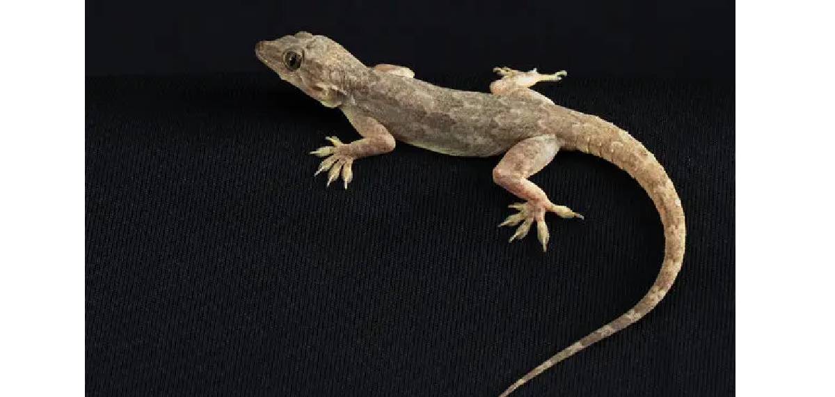 lizard's tail keep moving
