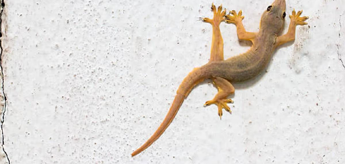 lizard's tail keep moving
