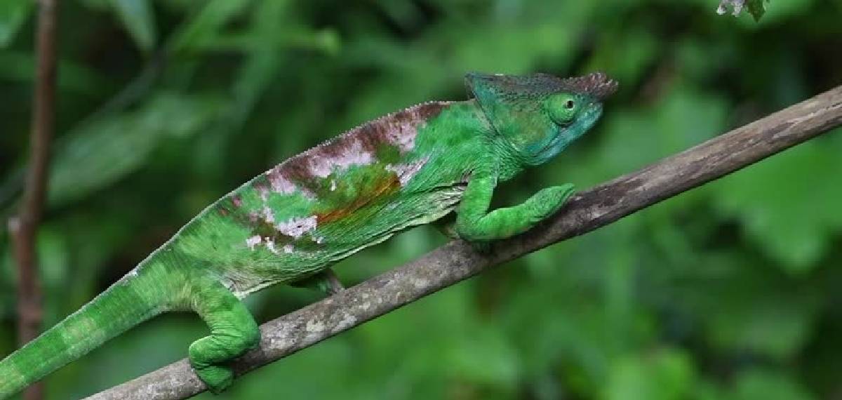 chameleons change color