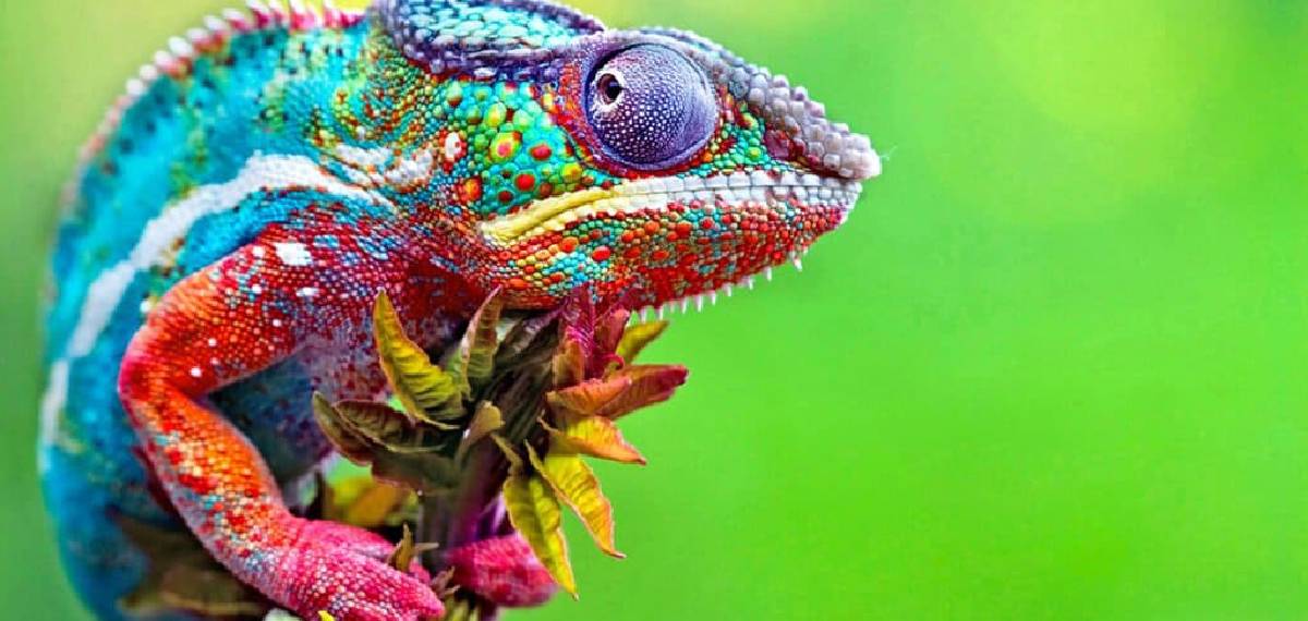 chameleons change color