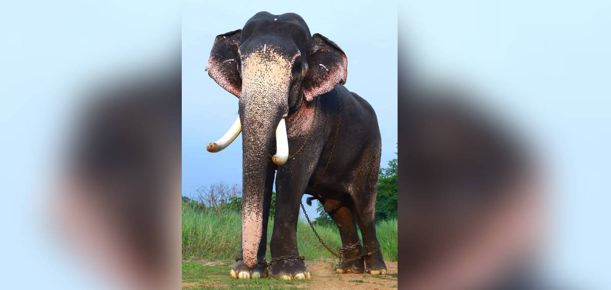 ഗജവീരന്‍ മംഗലാംകുന്ന് ഗണേശന്‍ ചരിഞ്ഞു