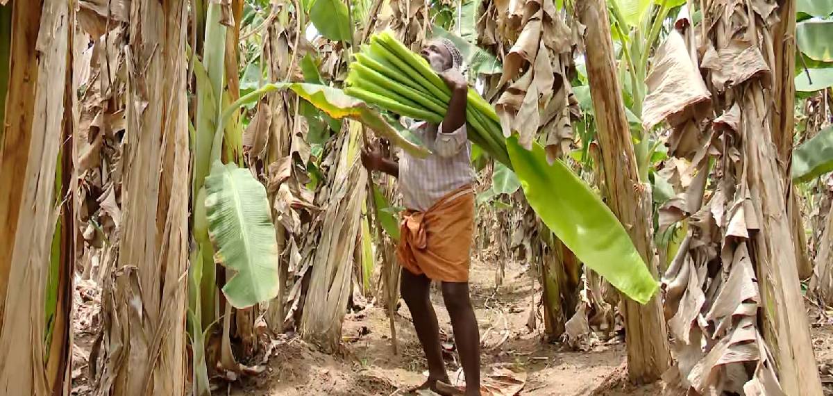 banana leaf