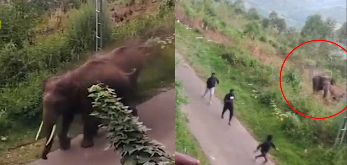 ഫോണില്‍ ചിത്രം പകര്‍ത്താന്‍ ശ്രമിക്കവെ പാഞ്ഞടുത്ത് കാട്ടാന; യുവാക്കള്‍ രക്ഷപ്പെട്ടത് തലനാരിഴക്ക്