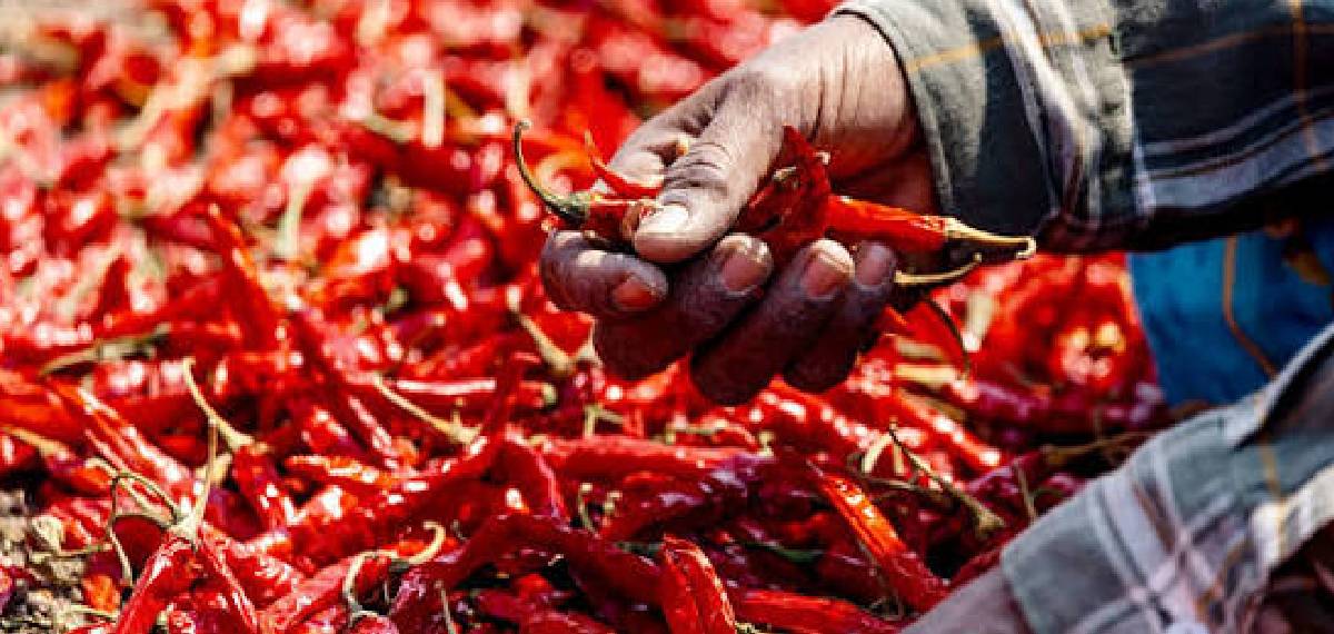 chilli capital of India