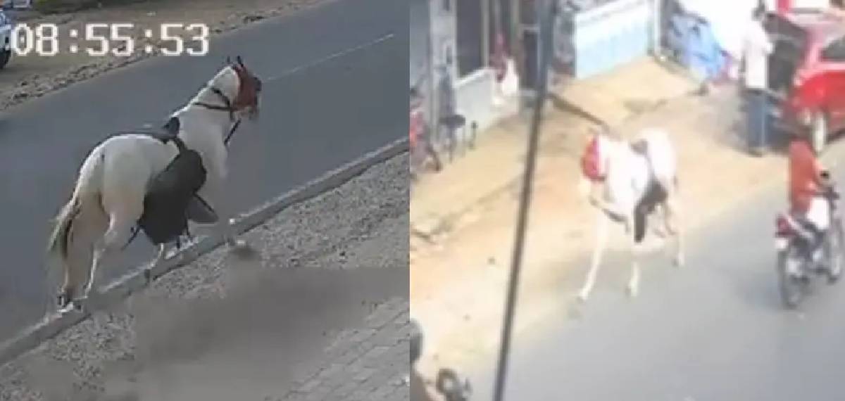 ചെറുതുരുത്തിയിൽ കുതിര നിയന്ത്രണം വിട്ട് റോഡിലൂടെ ഓടി; ഒരാൾക്ക് പരിക്ക്