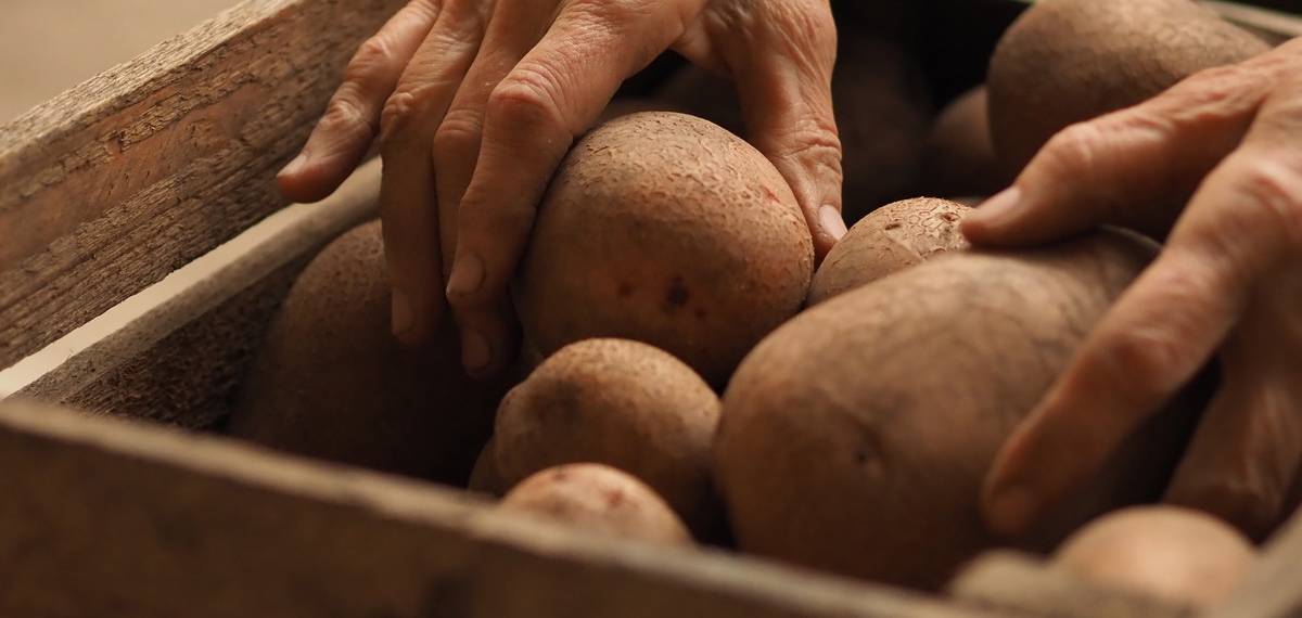 storing potatoes in the refrigerator