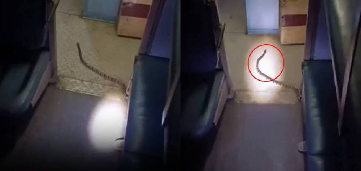 ഓടിക്കൊണ്ടിരിക്കെ ട്രെയിനിൽ പാമ്പ്; സ്ലീപ്പർ കോച്ചിൽ പരിഭ്രാന്തി, ദൃശ്യങ്ങൾ വൈറൽ