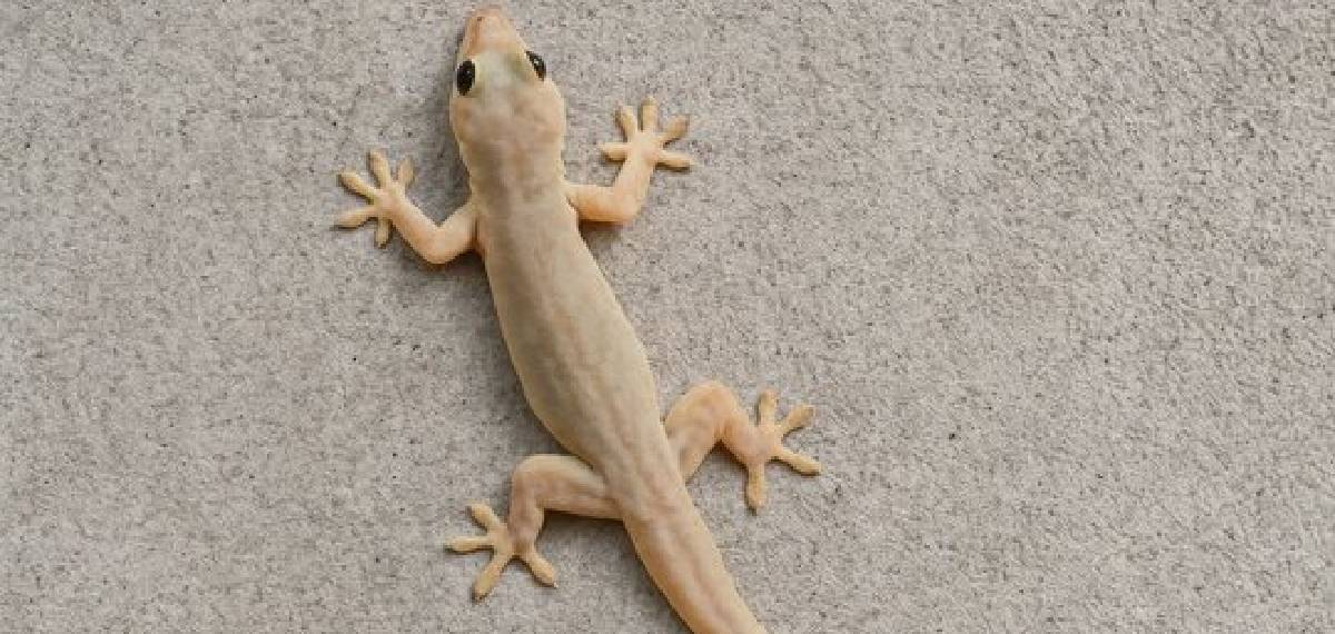 Are house lizards poisonous