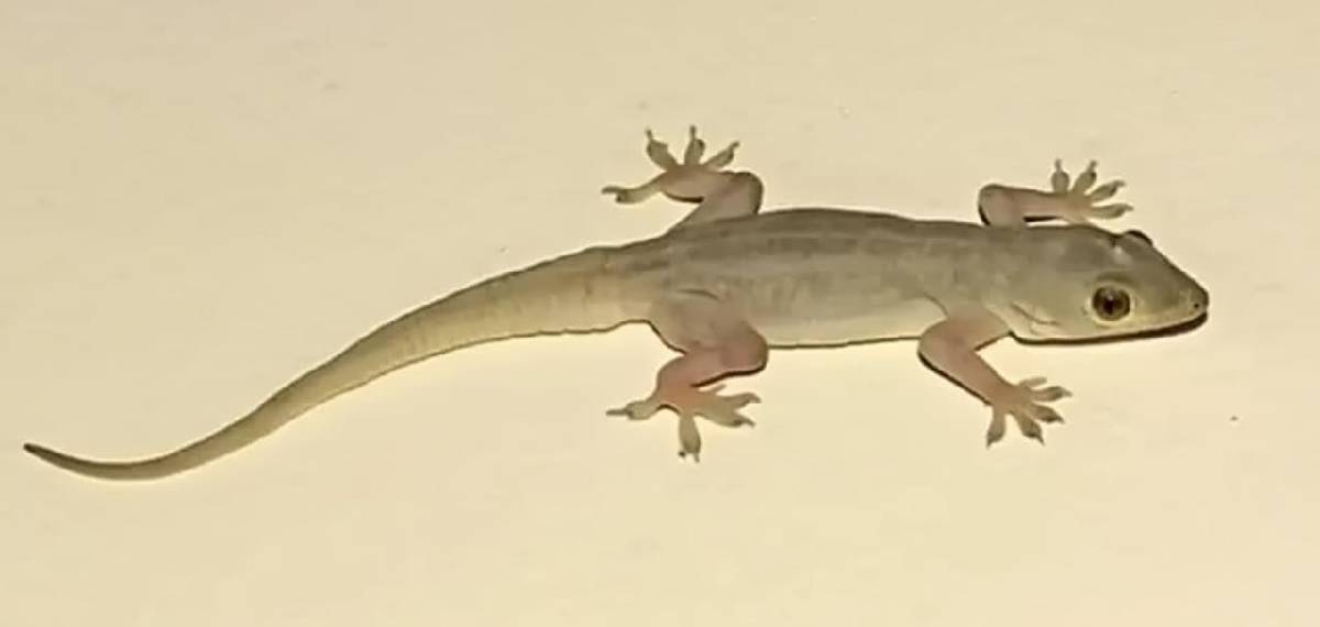 Are house lizards poisonous
