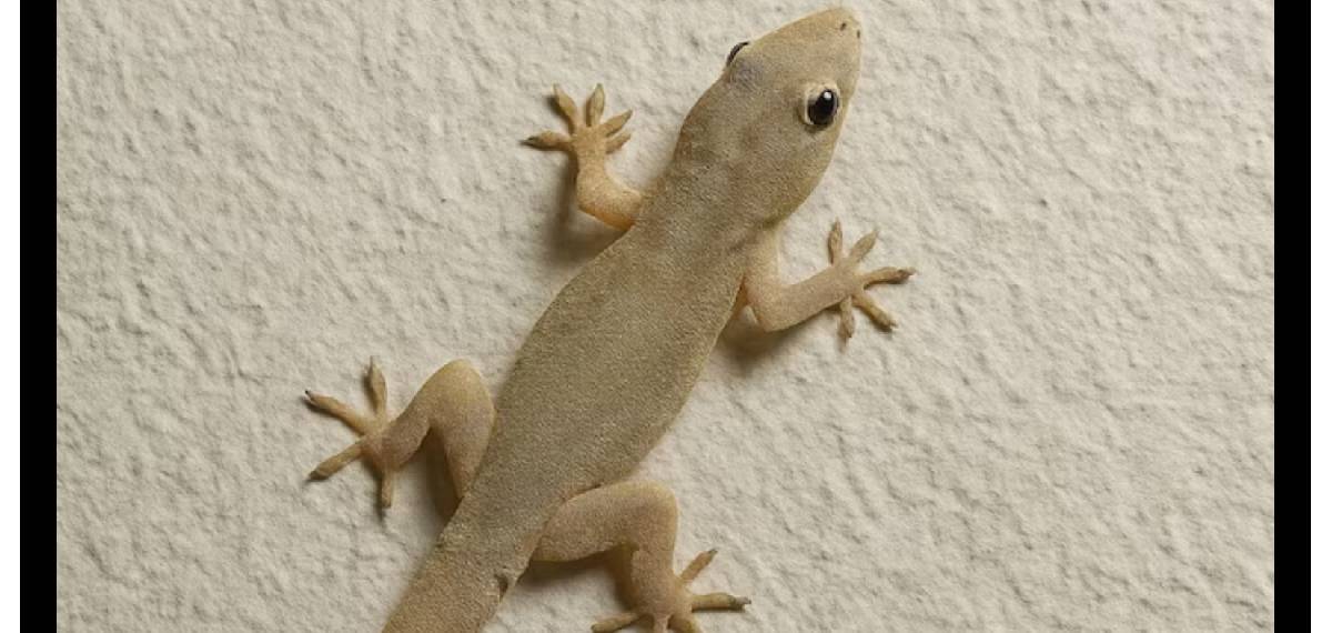 Are house lizards poisonous