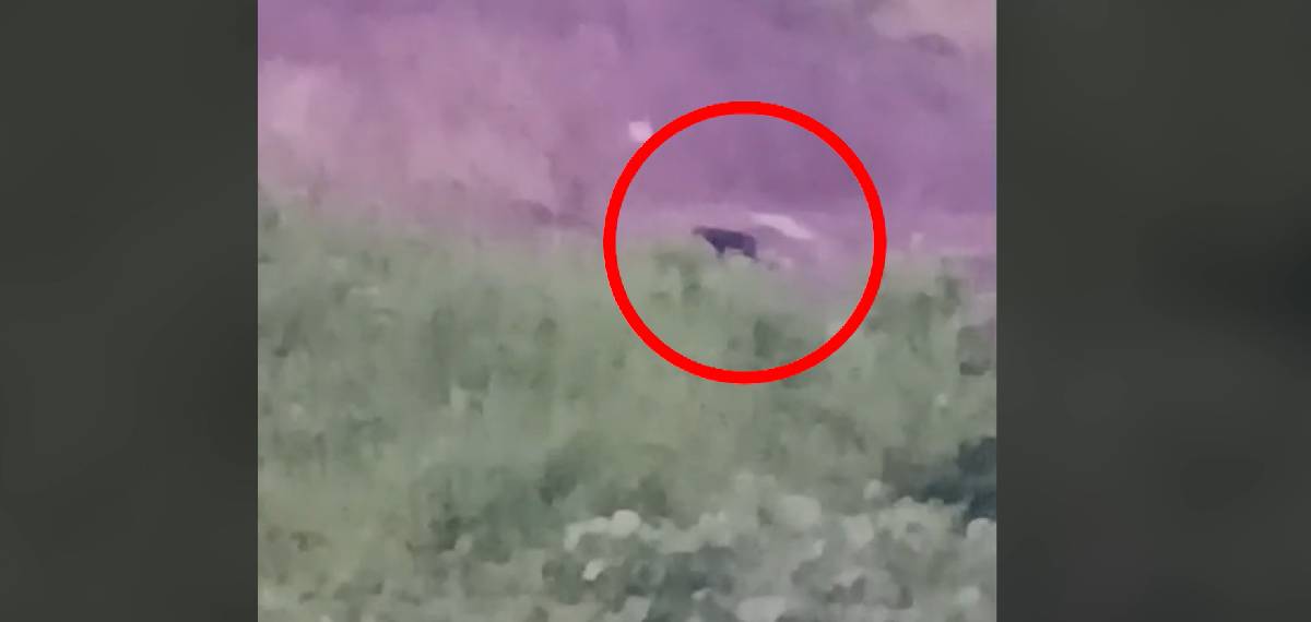 പത്തനംതിട്ട കൂടലില് കരിമ്പുലി സാന്നിധ്യം; ഭീതിയില് നാട്ടുകാര്