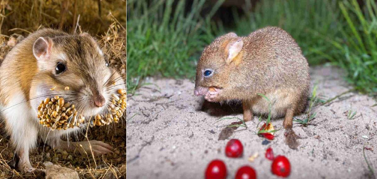 kangaroo rat