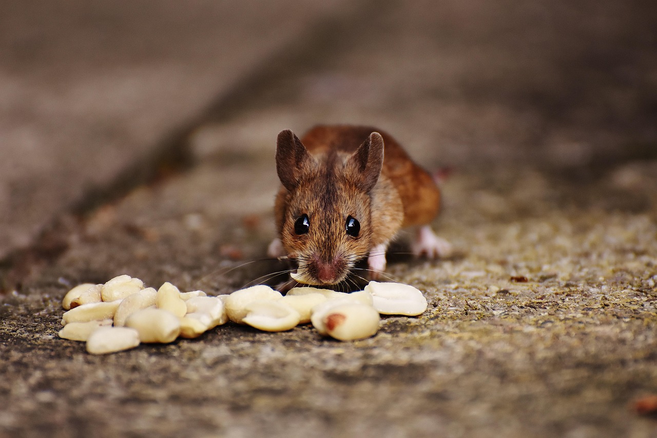 kangaroo rat