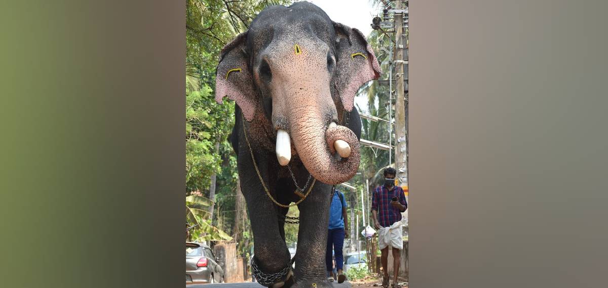 ഉത്സവപ്പറമ്പുകളിലെ നിറസാന്നിധ്യം; ഗജരാജന് പല്ലാട്ട് ബ്രഹ്മദത്തന് ഇടിമിന്നലേറ്റ് ചരിഞ്ഞു