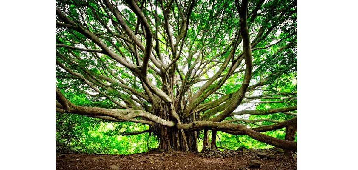 should not sleep under a banyan tree
