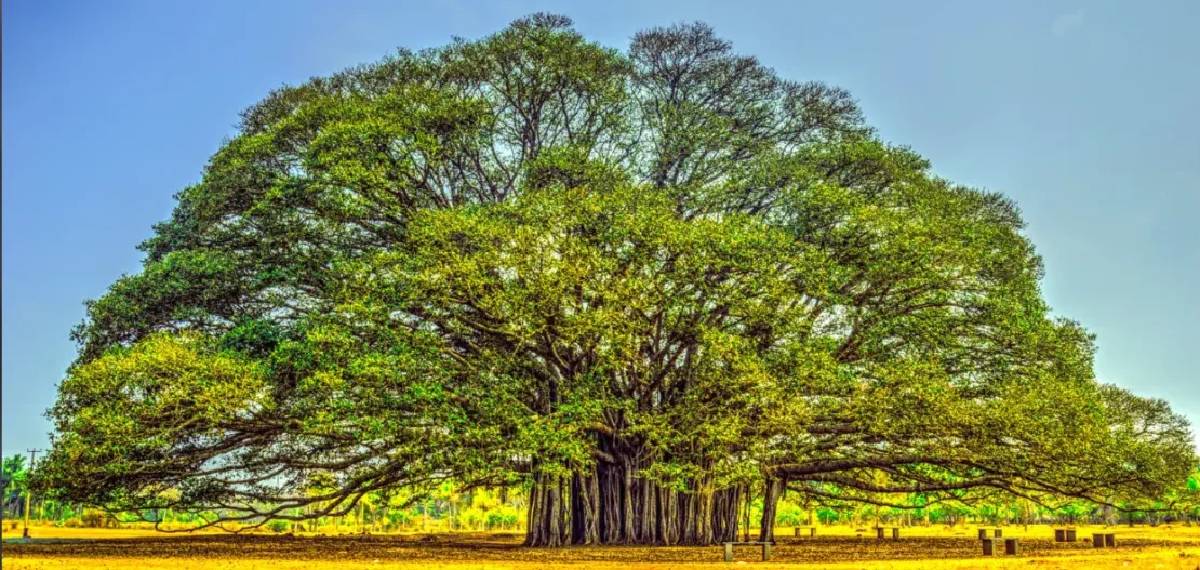 should not sleep under a banyan tree