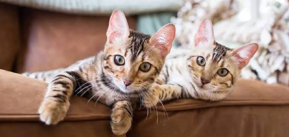  place where keeping cats is not allowed