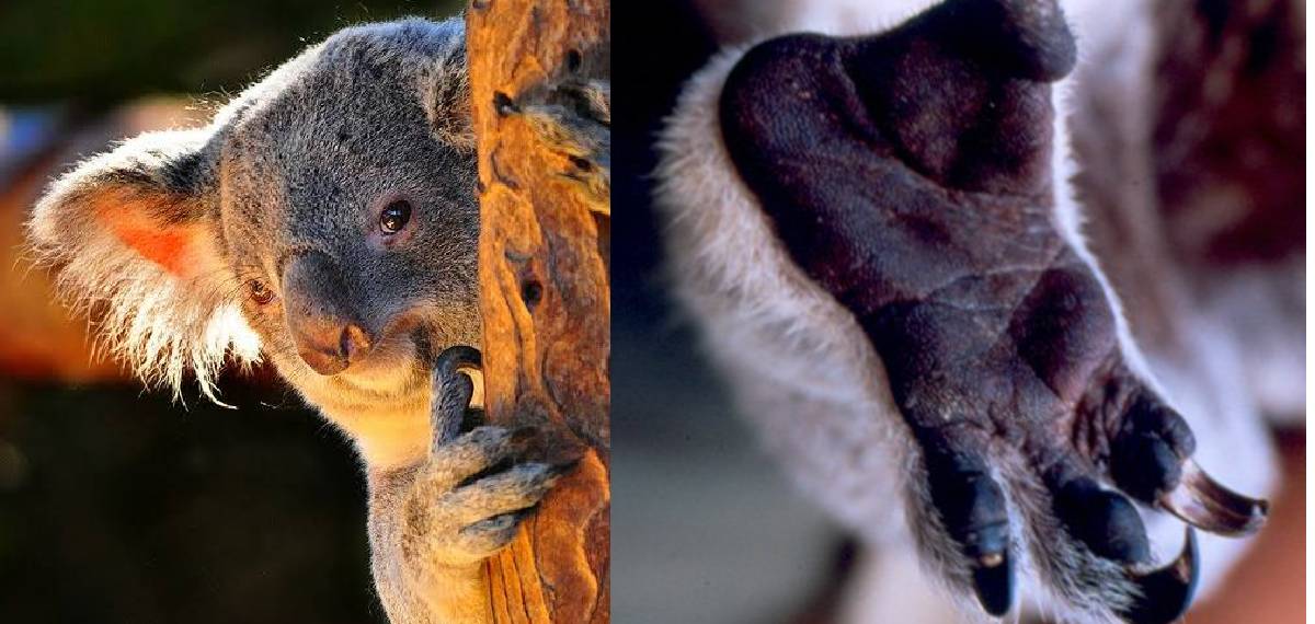 animal with fingerprints similar to those of humans