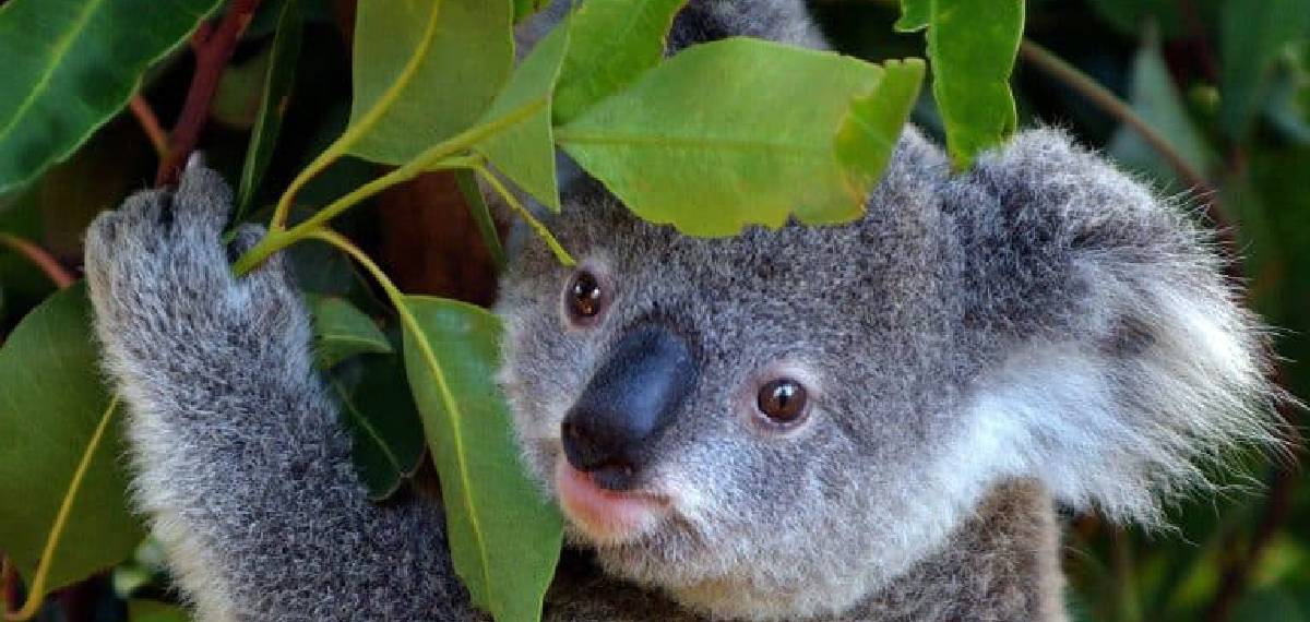 animal with fingerprints similar to those of humans