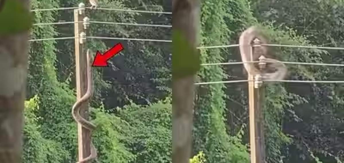  six-foot-long snake climbing an electricity pole 