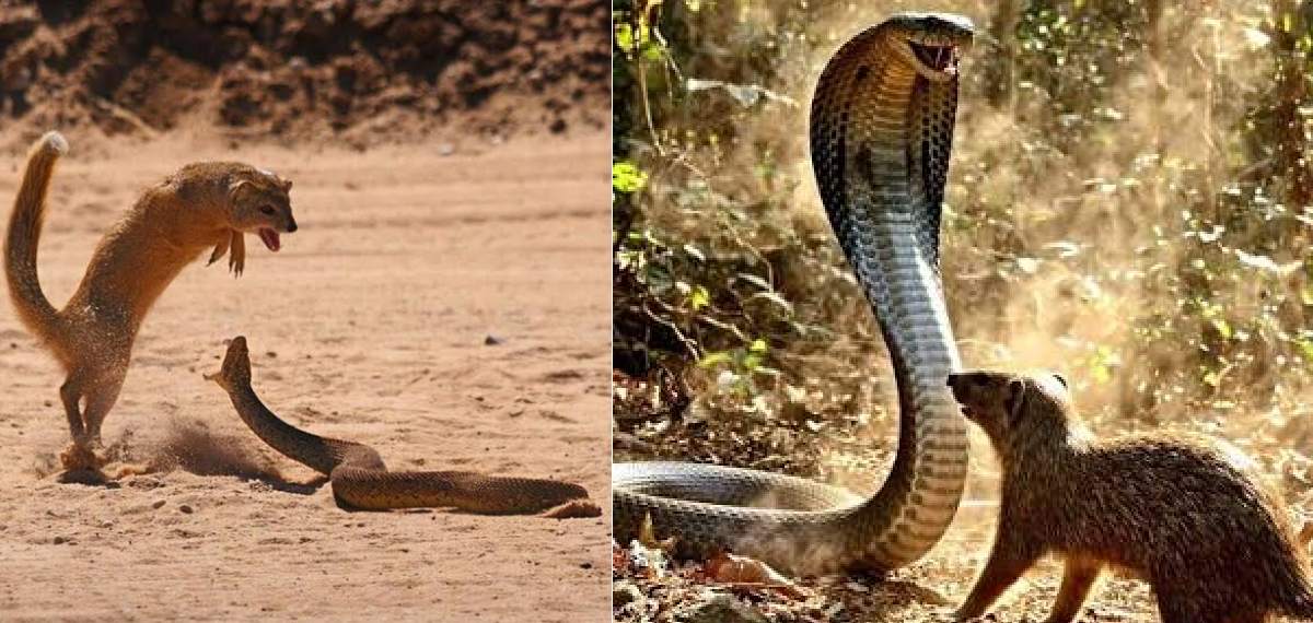 snake, venomous snake mongoose ,