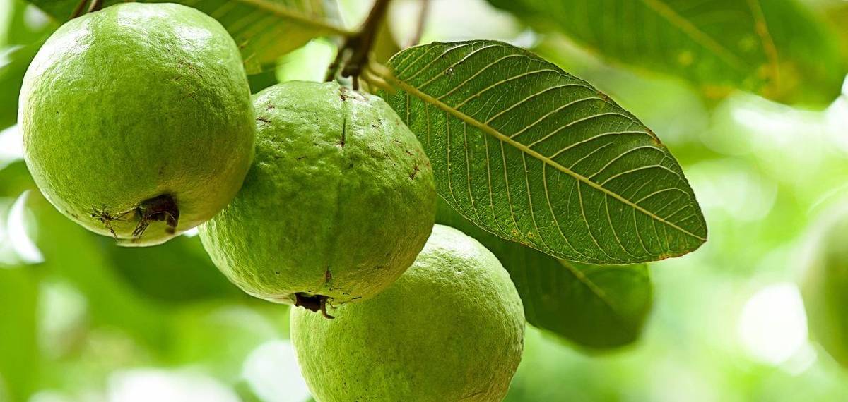 eating guava every morning