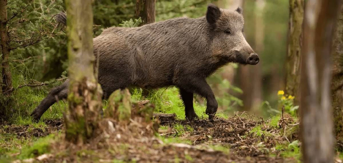 കാട്ടുപന്നി ശല്യം; കൂടുതൽ ഷൂട്ടർമാരെ നിയോഗിക്കാൻ വനം വകുപ്പ് മന്ത്രിയുടെ നിർദേശം