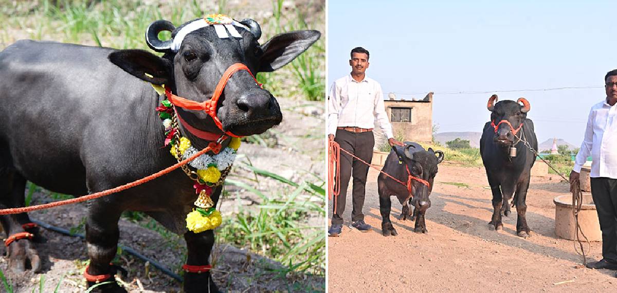 രണ്ടടി എട്ടിഞ്ച് ഉയരം, ലോകത്തിലെ ഏറ്റവും ഉയരം കുറഞ്ഞ പോത്ത് മഹാരാഷ്ട്രയിൽ!