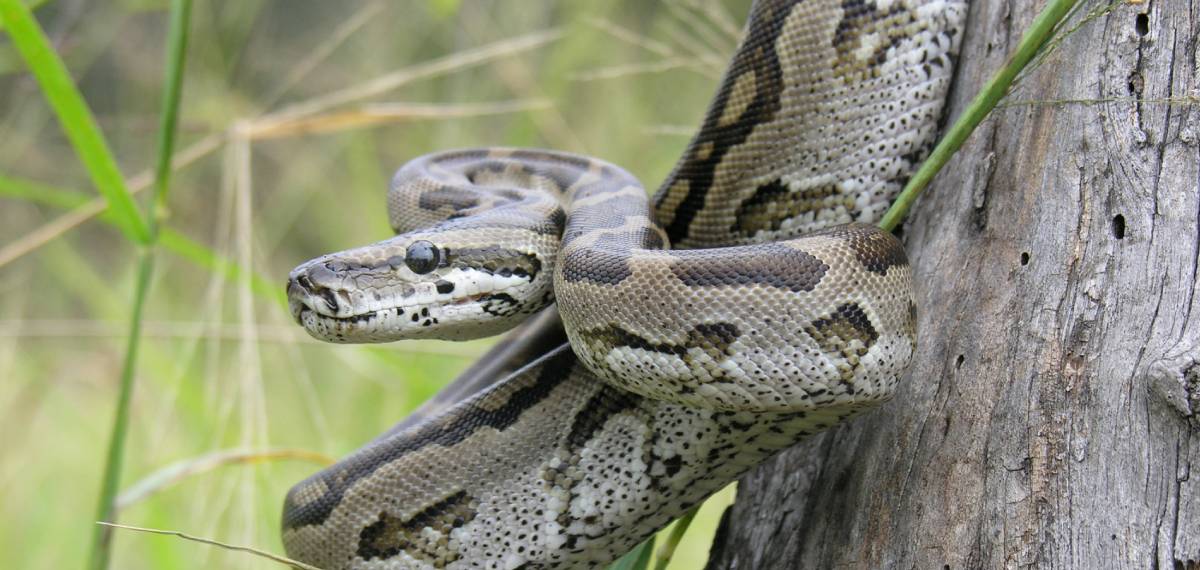 വനംവകുപ്പ് ജീവനക്കാർ എത്താൻ വൈകി; പിടികൂടാന് ശ്രമിക്കുന്നതിനിടെ എഎസ്ഐയ്ക്ക് പെരുമ്പാമ്പിന്റെ കടിയേറ്റു
