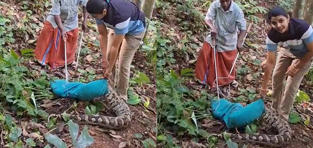 നൂറുകിലോ ഭാരം, 14 അടി നീളം; കൊല്ലത്ത് ഭീമന്‍ പെരുമ്പാമ്പിനെ പിടികൂടി