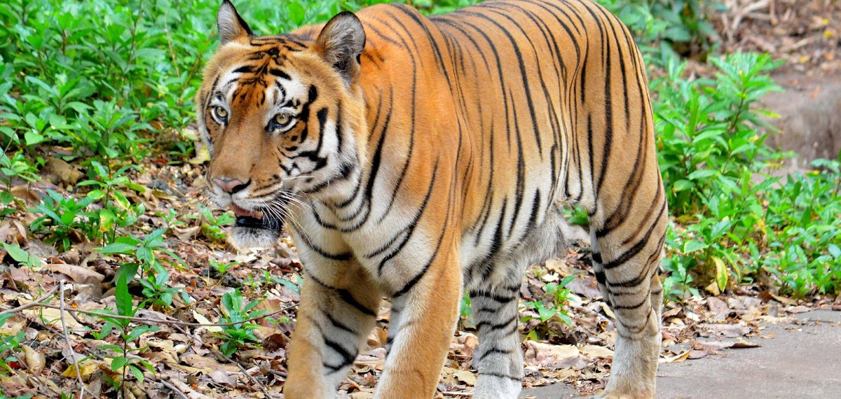 ആശ്വാസം; ബോണക്കാട് ഉൾവനത്തിൽ കാണാതായ വനംവകുപ്പ് ഉദ്യോഗസ്ഥരെ കണ്ടെത്തി