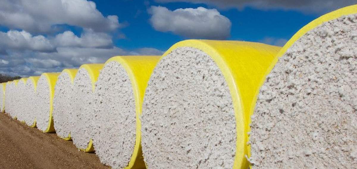 cotton