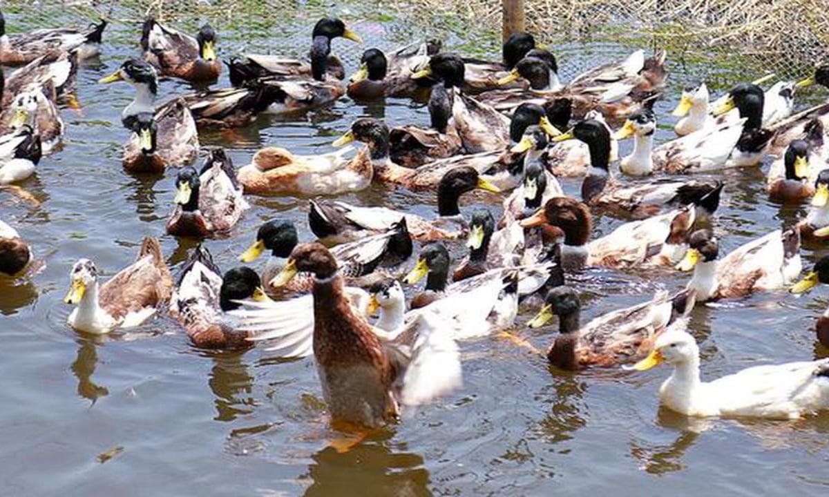 പക്ഷിപ്പനി: ആലപ്പുഴയിൽ  താറാവുകളെ കൊന്നൊടുക്കും; ആശങ്കയില് കര്ഷകര് 