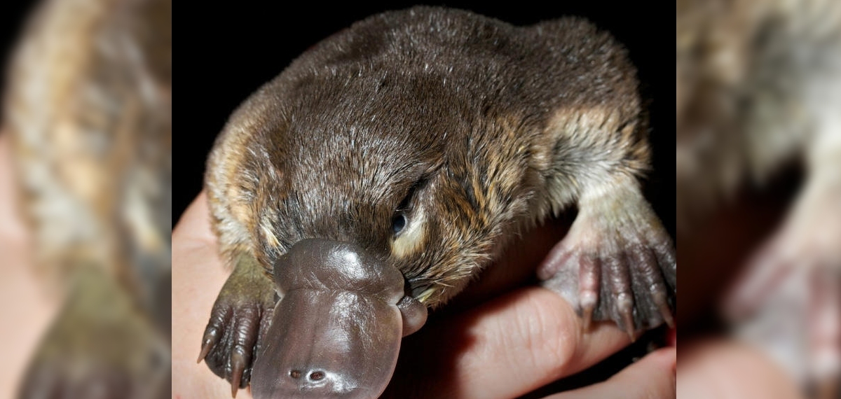 Male Platypus