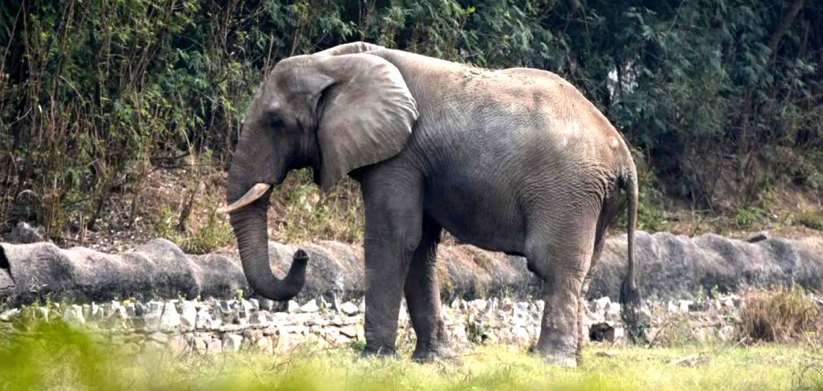 Shankar was among two African elephants that arrived in India in 1998 as a diplomatic gift from Zimbabwe to former India President Shankar Dayal Sharma.