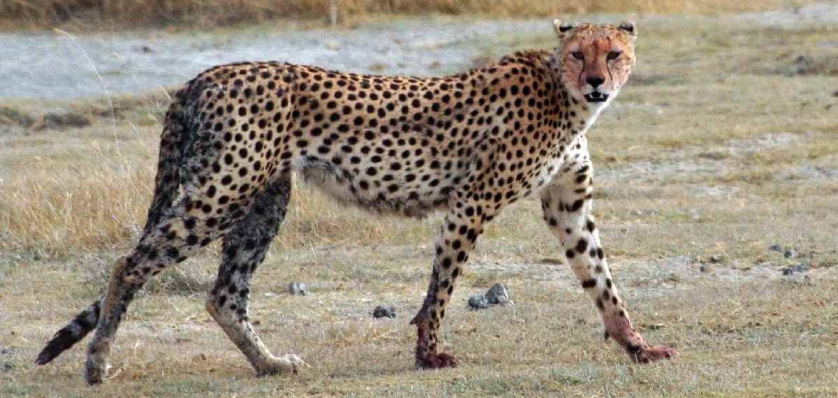 Asiatic Cheetah or Indian Cheetah