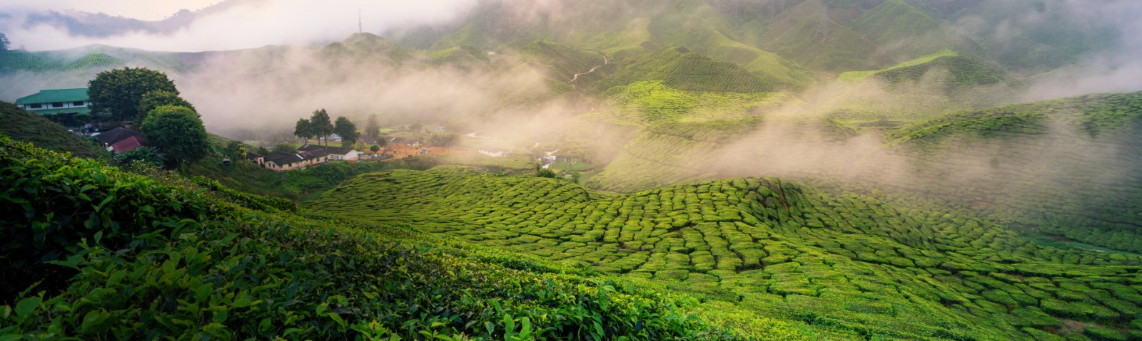 Munnar Views