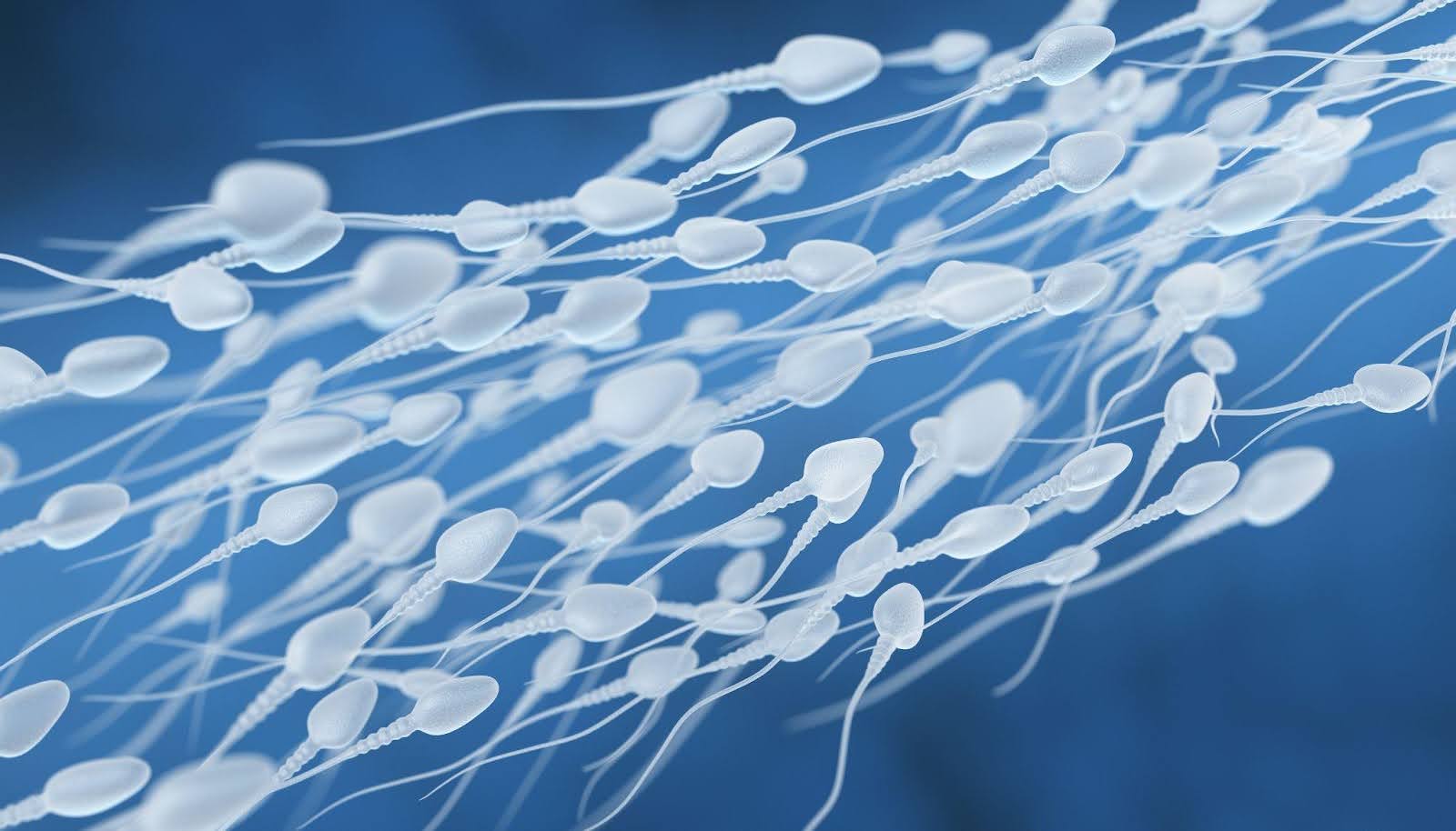 Sperm Count In Men